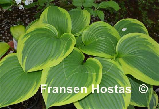 Hosta Night at the Opera